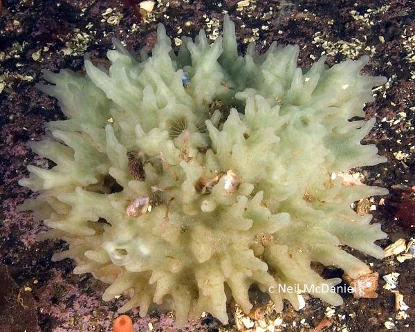Photo of Eumastia sitiens by <a href="http://www.seastarsofthepacificnorthwest.info/">Neil McDaniel</a>